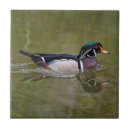 Search for duck tiles Wildlife