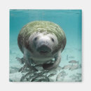 Search for manatee magnets Cute