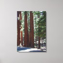 Search for sequoia art Forest