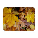 Search for fallen magnets Leaf