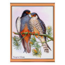Search for peregrine falcon posters Vintage