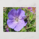 Search for shy postcards Flower