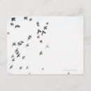 Search for flock postcards Flying