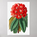 Search for rhododendron art Vintage