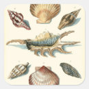 Search for beach shell stickers Nature