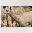 Search for alpaca puzzles Background