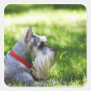 Search for laying down stickers Outdoors