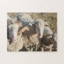 Search for lamb puzzles Animals