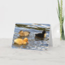 Search for ducklings three Ducks