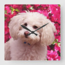 Search for poodle clocks Pet