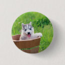Search for huskies badges Alaskan malamute