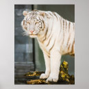 Search for bengal tiger posters Predator