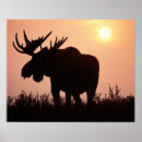 Search for ungulates posters Bull