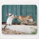 Search for cat tail mouse mats Kitten