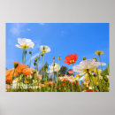 Search for iceland poppies posters Flower