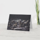 Search for wolf packs cards Wildlife