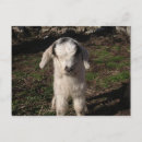 Search for lamb postcards Animal