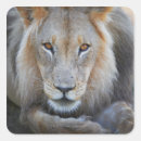 Search for male lion stickers Horizontal