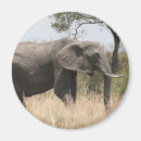 Search for tusks magnets Ivory