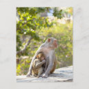 Search for monkey baby postcards India