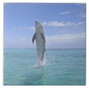 Search for bottlenosed dolphin tiles Travel destinations