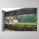 Search for homesteading posters Cow