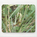 Search for grasshoppers mouse mats Insects