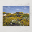 Search for idyll cards Europe