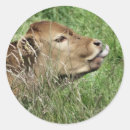 Search for bovine stickers Farm animals