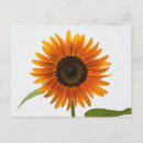 Search for single yellow postcards Floral