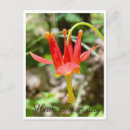 Search for have postcards Flowers