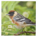 Search for warblers Migration