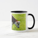 Search for grazing cows mugs Nature