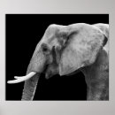 Search for black and white elephant art African