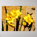 Search for easter flowers posters Nature