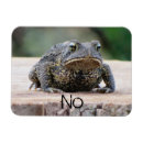 Search for common toad Frog