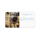 Search for piglet return address labels Farm