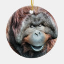 Search for orangutan christmas tree decorations Cute