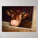 Search for barn farm posters Cow