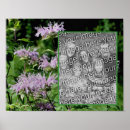 Search for bee balm posters Flower