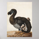 Search for dodo bird art Vintage