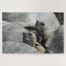 Search for galapagos puzzles Animals