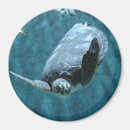Search for turtle image magnets Cute