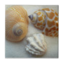 Search for beach shells tiles Seashells