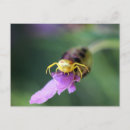 Search for arachnids postcards Photography
