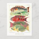 Search for great barrier reef postcards Fish