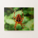 Search for spider puzzles Brown