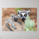 Search for ring tailed posters Wildlife