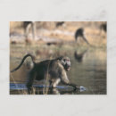 Search for okavango delta postcards Outdoors