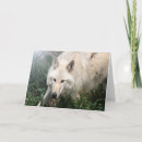 Search for wolf blank cards Wolves